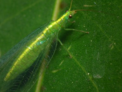 green lacewing