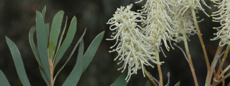 Caramel Grevillea Flowers