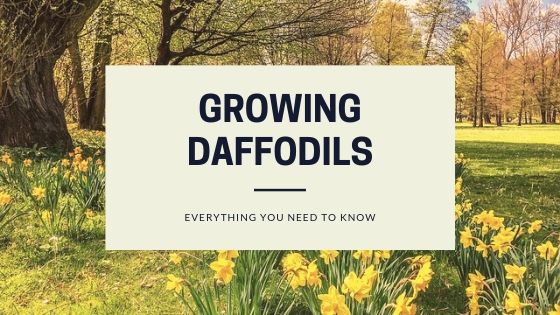 Growing Daffodils: Everything you Need to Know