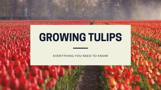 Growing Tulips: Everything you Need to Know