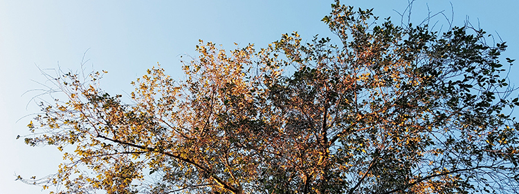 Green and brown Tree Under Blue Sky