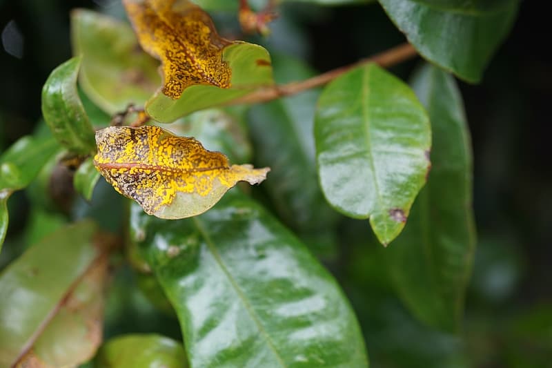 Example of Myrtle Rust on Plant
