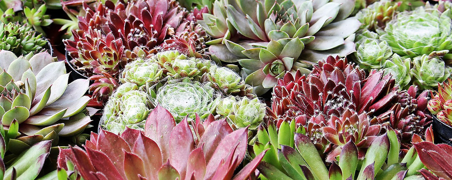 Hardy Plants – All you need to know