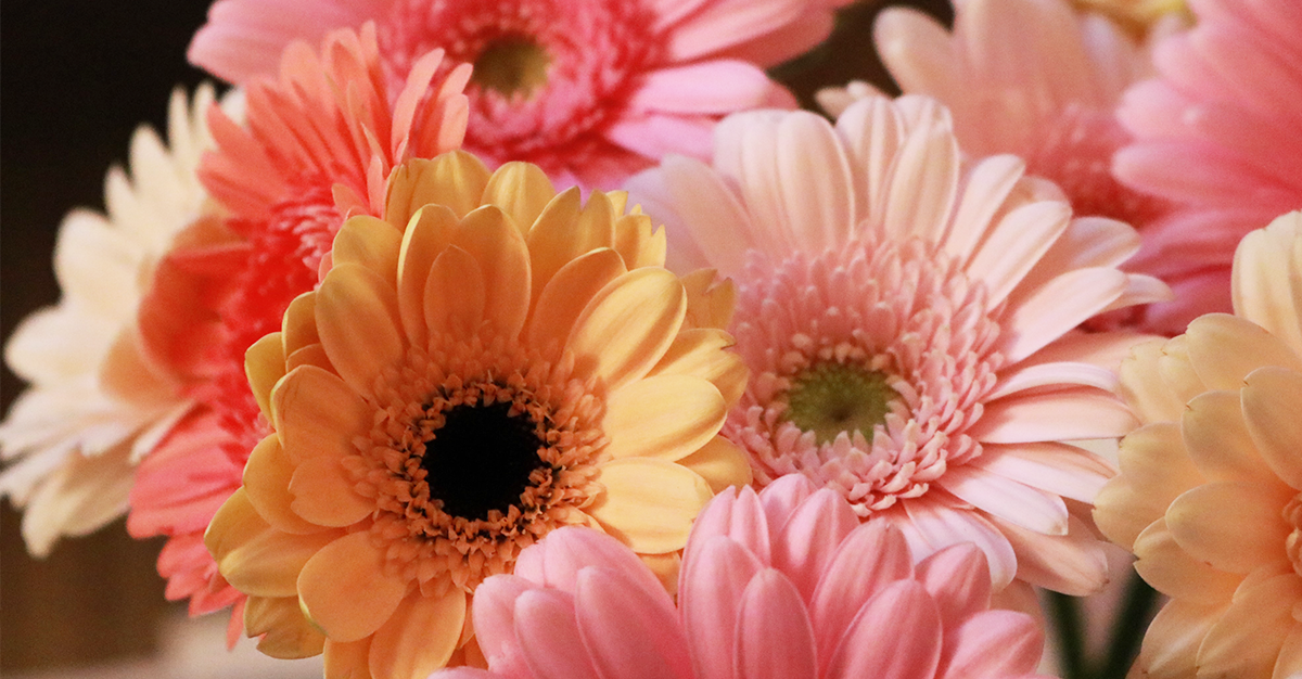 So You Want to Grow Your Own Gerberas?