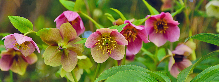 Hellebore flowers