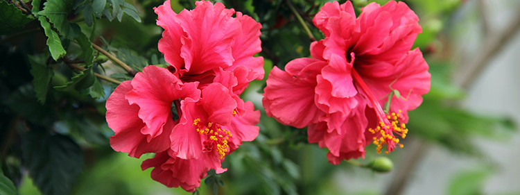 Hibiscus plant flower