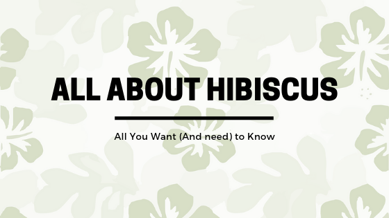 Hibiscus Plants & Flowers: All you want (and need) to know