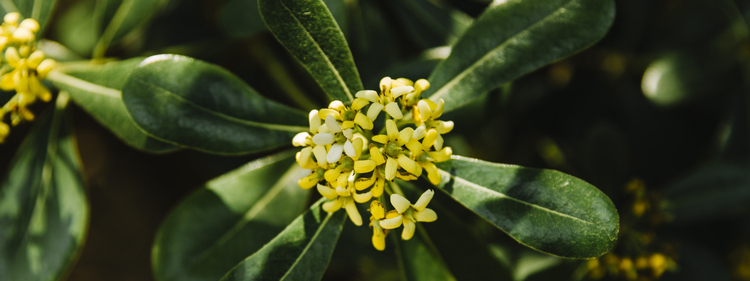 Yellow Sweet Olive Flowers with Green Leaves