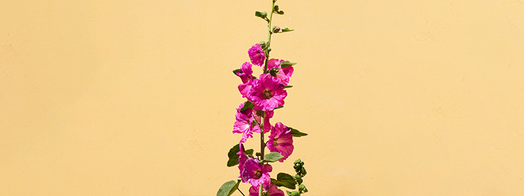 Hollyhocks flowers