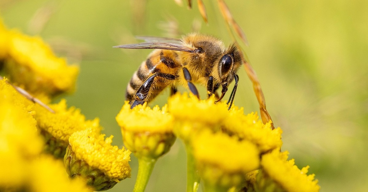 How Flowers Attract Bees: Visual and Olfactory Cues