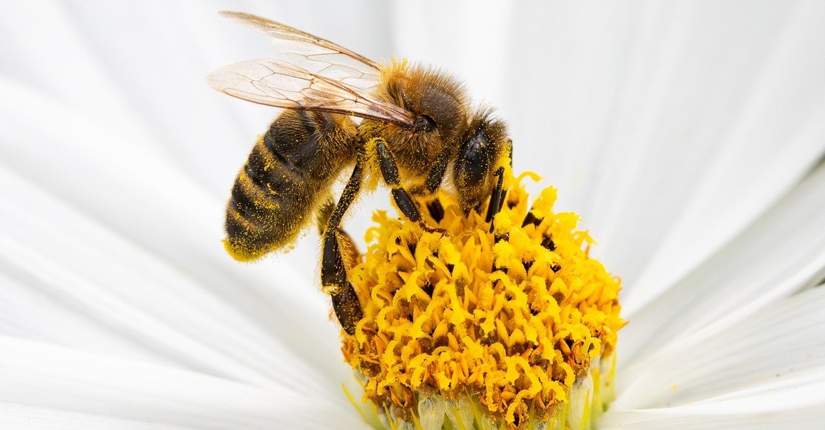 Native Bees vs. Introduced Bees – Understanding the Unique Pollinators in Your Garden