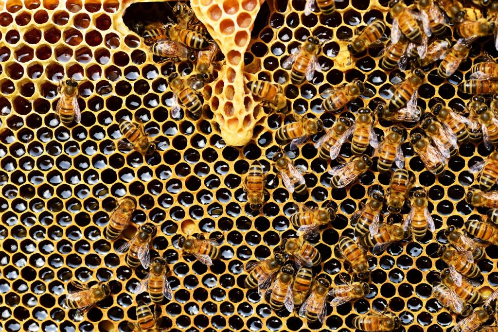 Honey comb
