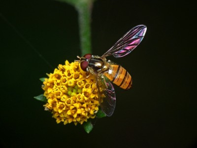 hoverfly on flower