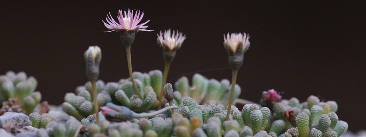 Coral Plant Flower