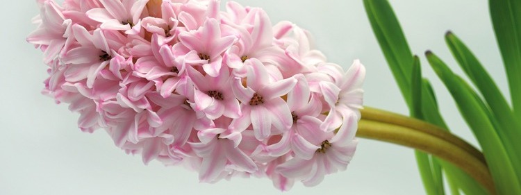White and purple Hyacinths