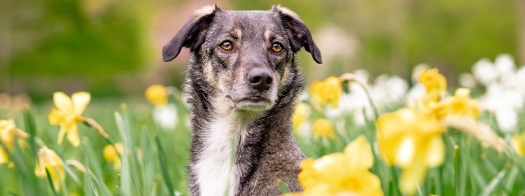 Dog in a flower garden