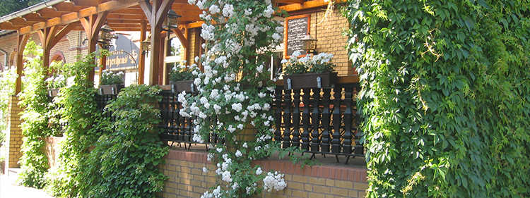 Climbing Hydrangeas in front of House