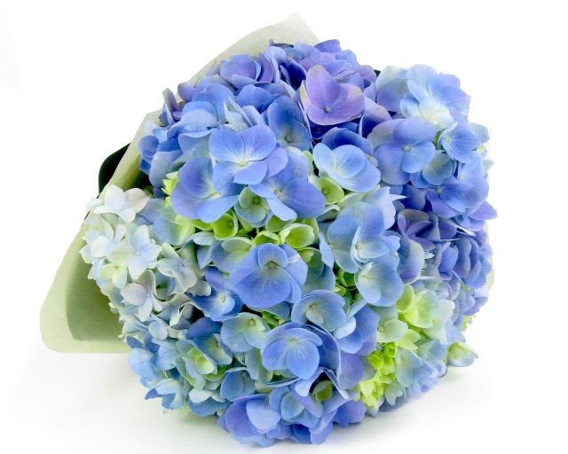 Hydrangea Flower