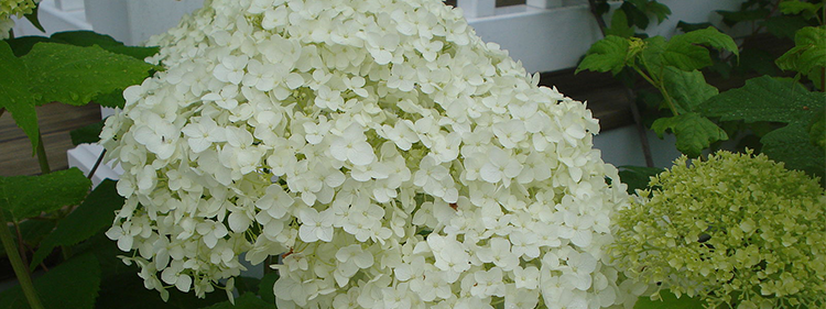 Annabelle Hydrangea