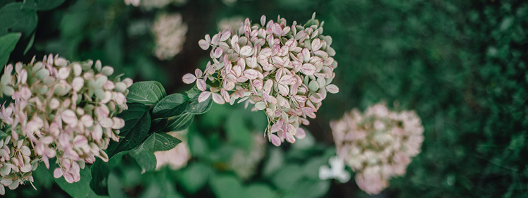 Hydrangea Paniculata