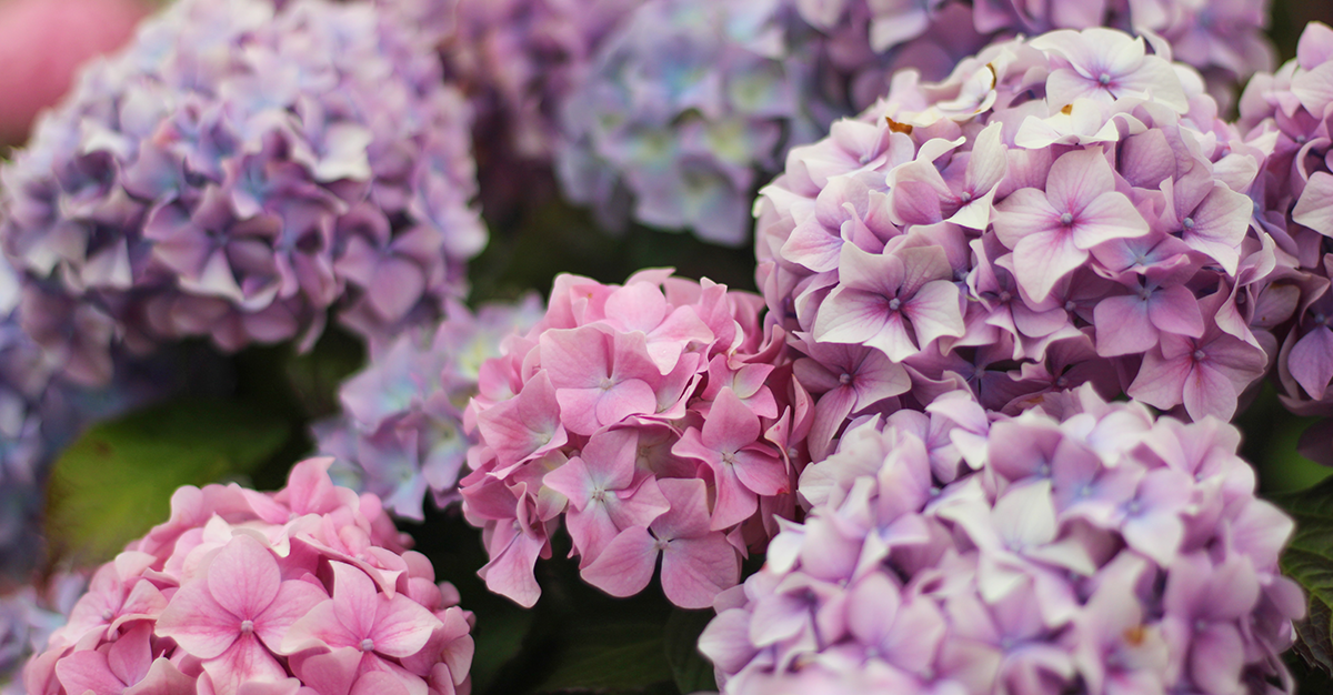 The Wonderful World of Hydrangeas