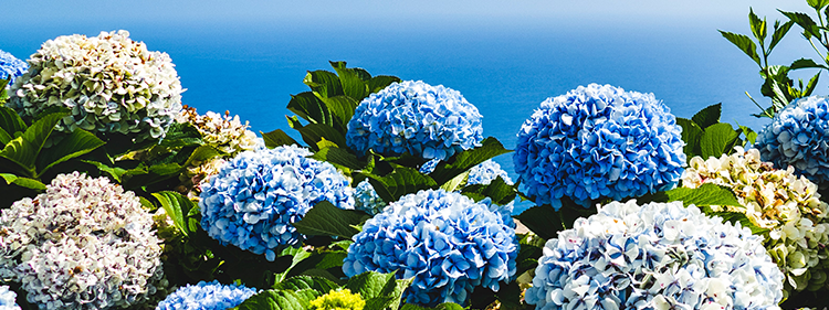 Blue and Yellow Hydrangea Flowers
