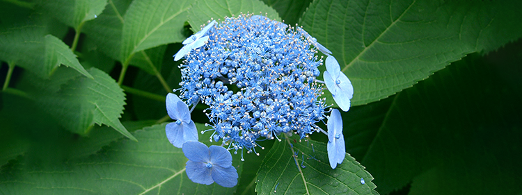 Mountain Hydrangea