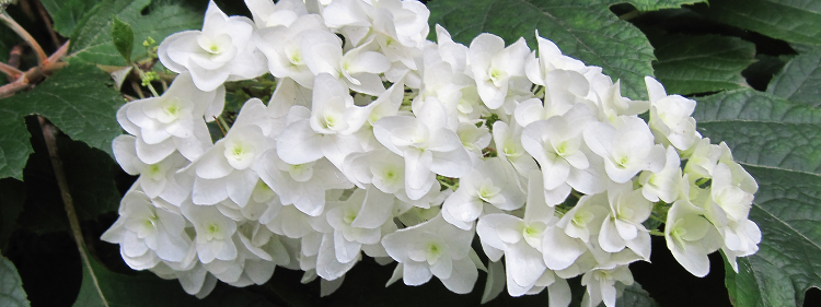 Oakleaf Hydrangea