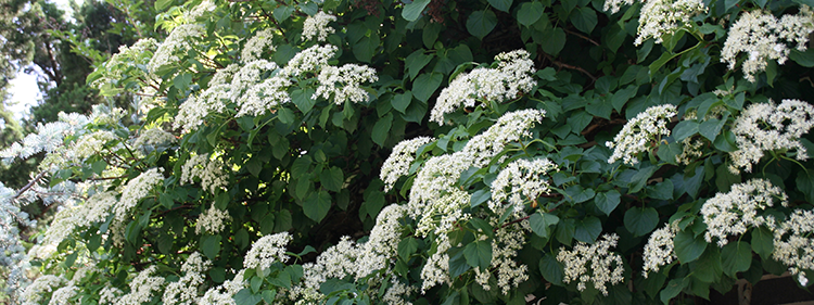 Climbing Hydrangea
