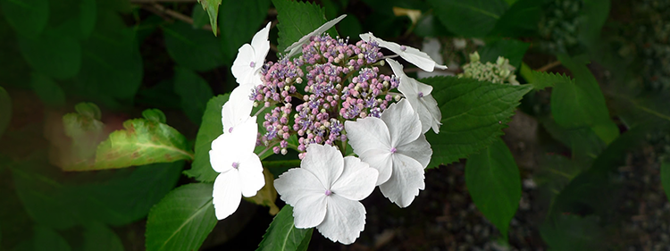 White Hydrangeas