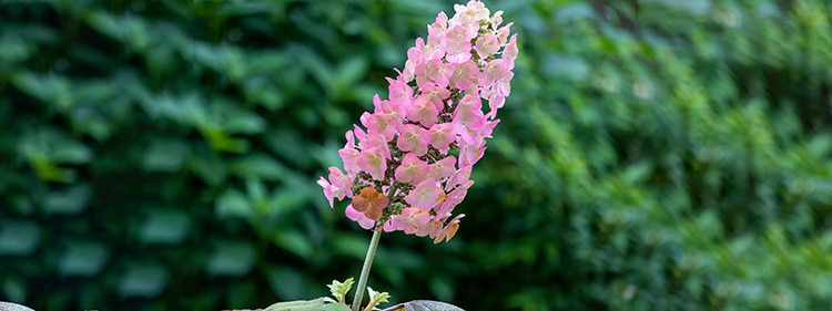 Flower cluster of Hydrangea quercifolia
