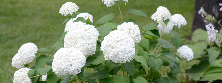 Smooth Hydrangea