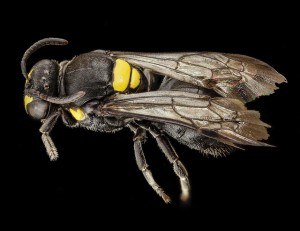 Masked Bees