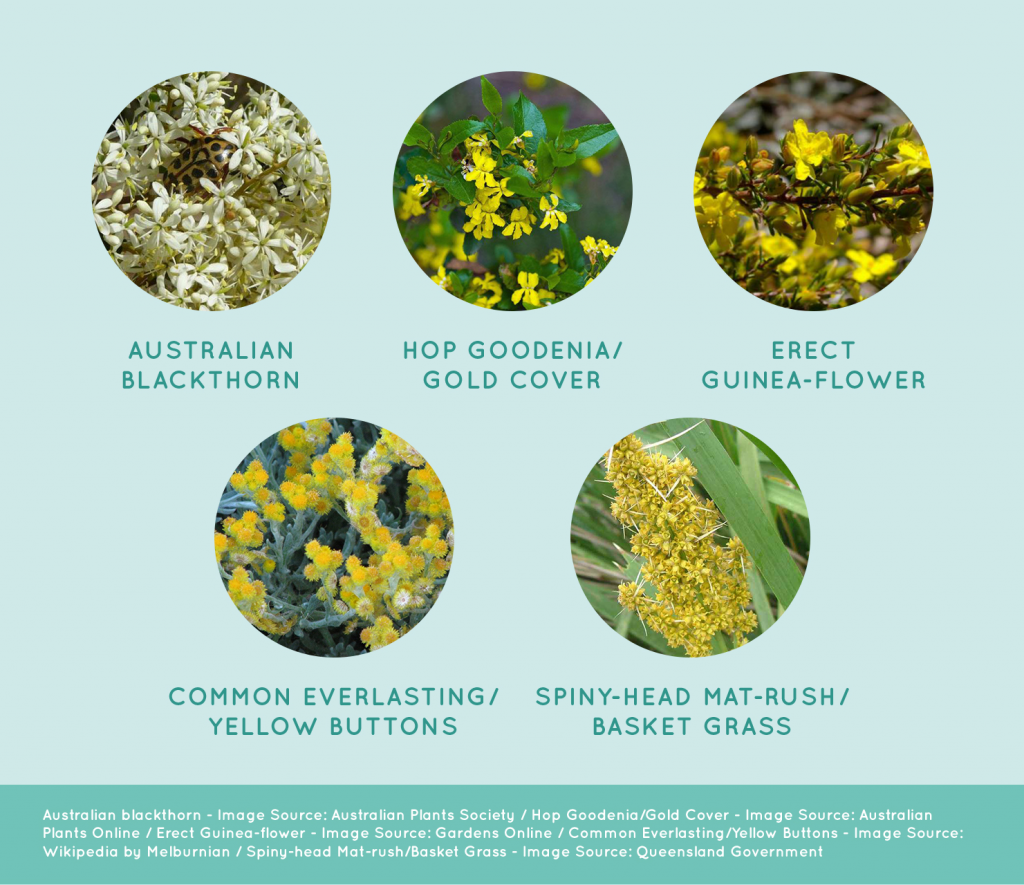 Collection of nectar rich butterfly friendly plants