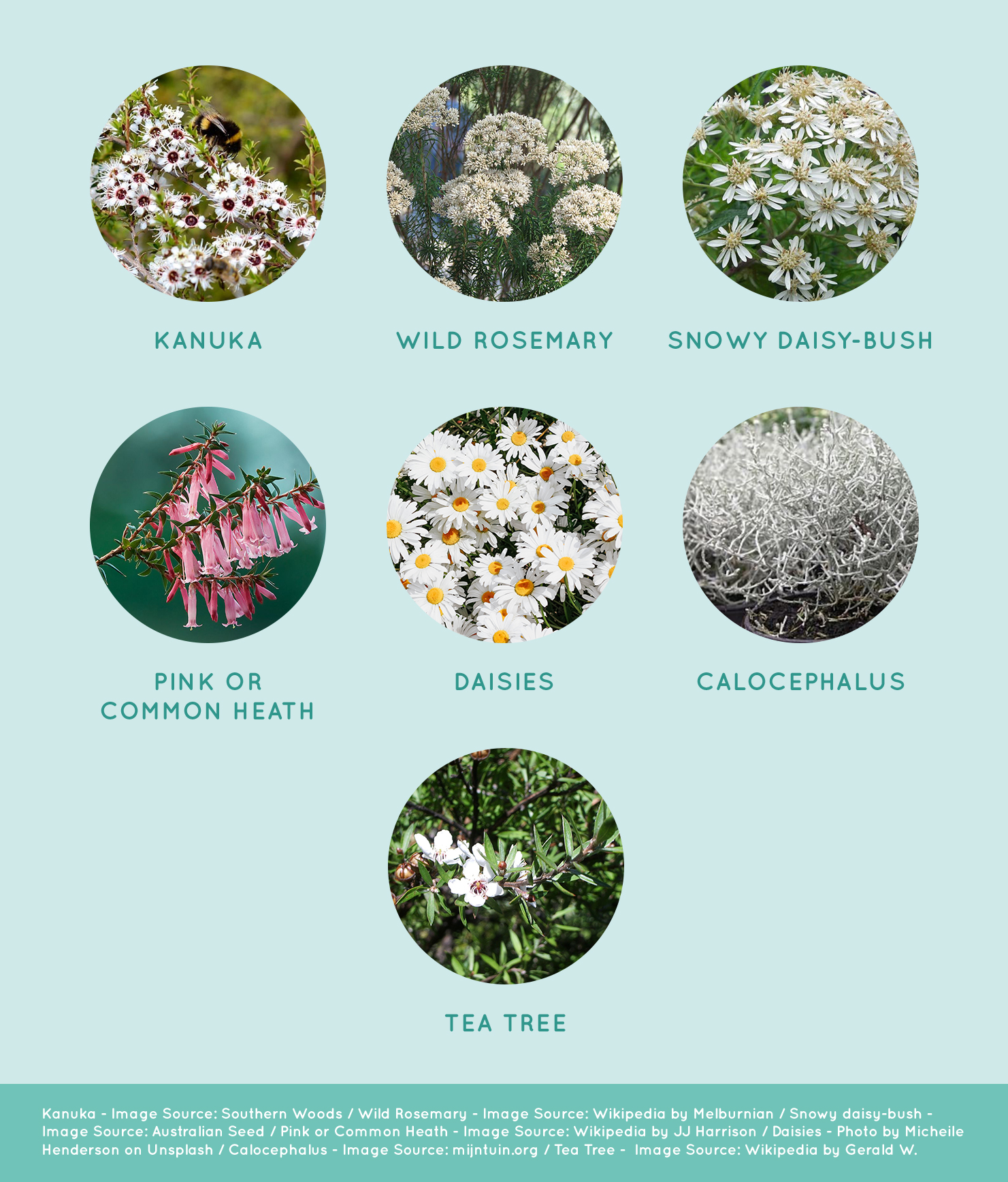 Collection of plants not suitable for butterflies