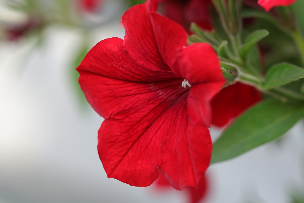 50 Most Beautiful Red Flowers from Around the World