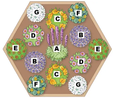 Butterfly Garden Design