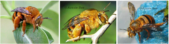 Teddy Bear Bees, Aussie Bees, Bee Hotel