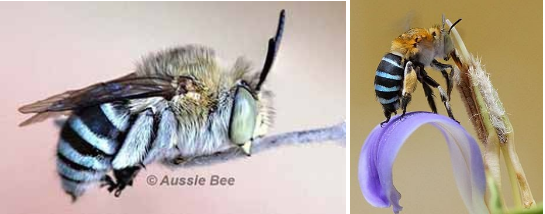 Blue Banded Bees, Aussie Bees, Bee Hotel