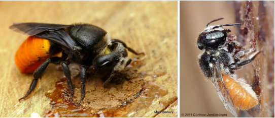 Resin Bees, Aussie Bees, Bee Hotel