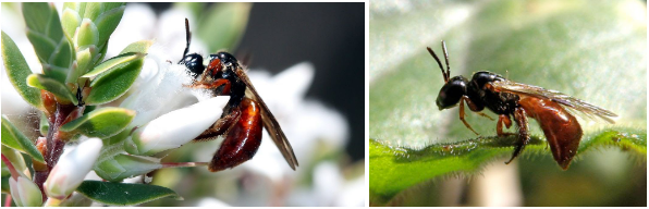 Reed Bees, Aussie Bees, Bee Hotel