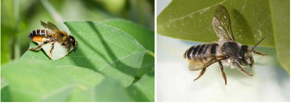 Leafcutter Bees, Aussie Bees, Bee Hotel
