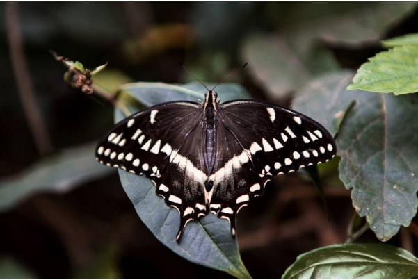 Bronx Zoo Butterfly Garden