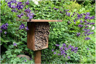 Bee Hotel, DIY, Bees, Garden, Aussie Bees