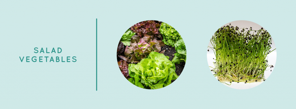 Salad Vegetables