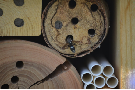 Bee Hotel, DIY, Bees, Garden, Aussie Bees