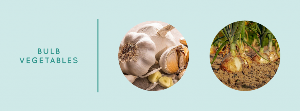 Bulb Vegetables to grow organically
