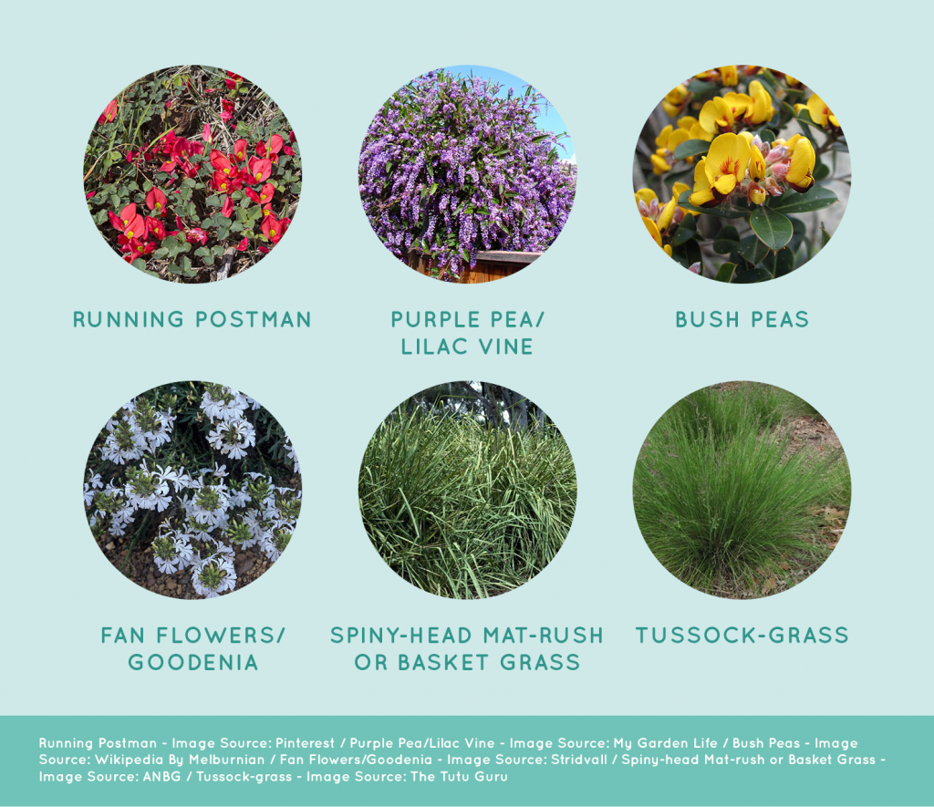 Collection of Caterpillar Friendly Plants
