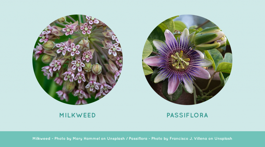 Milkweed and Passiflora flowers