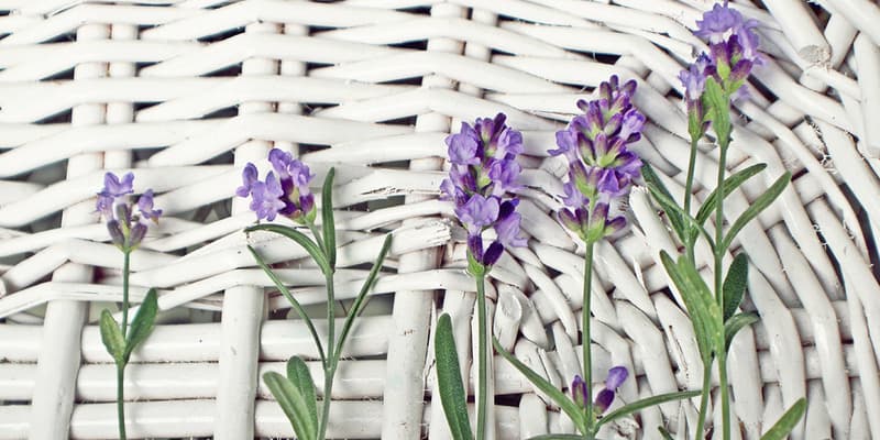 Different Types of Lavenders